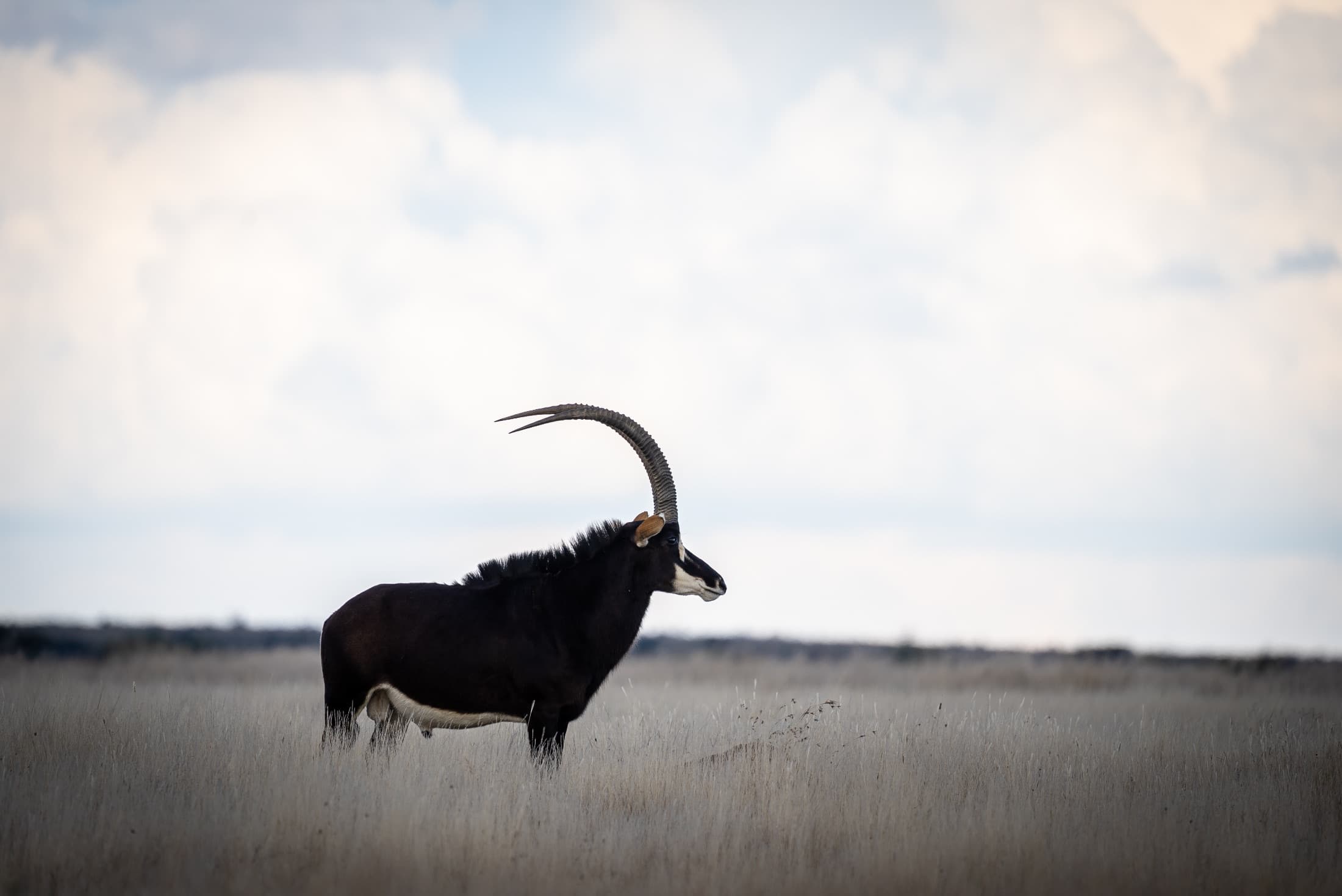 Bowhunting in South Africa, Plains game to Cape buffalo