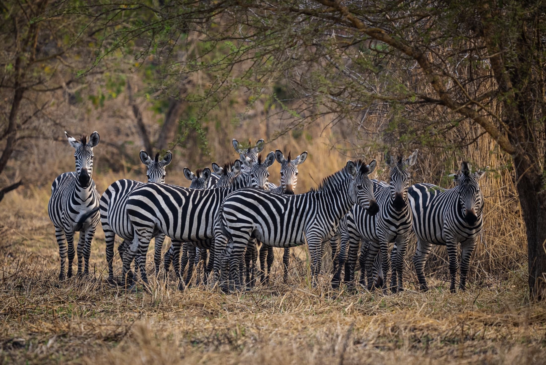 Bowhunting in Mozambique, Buffalo & sable, Marromeu