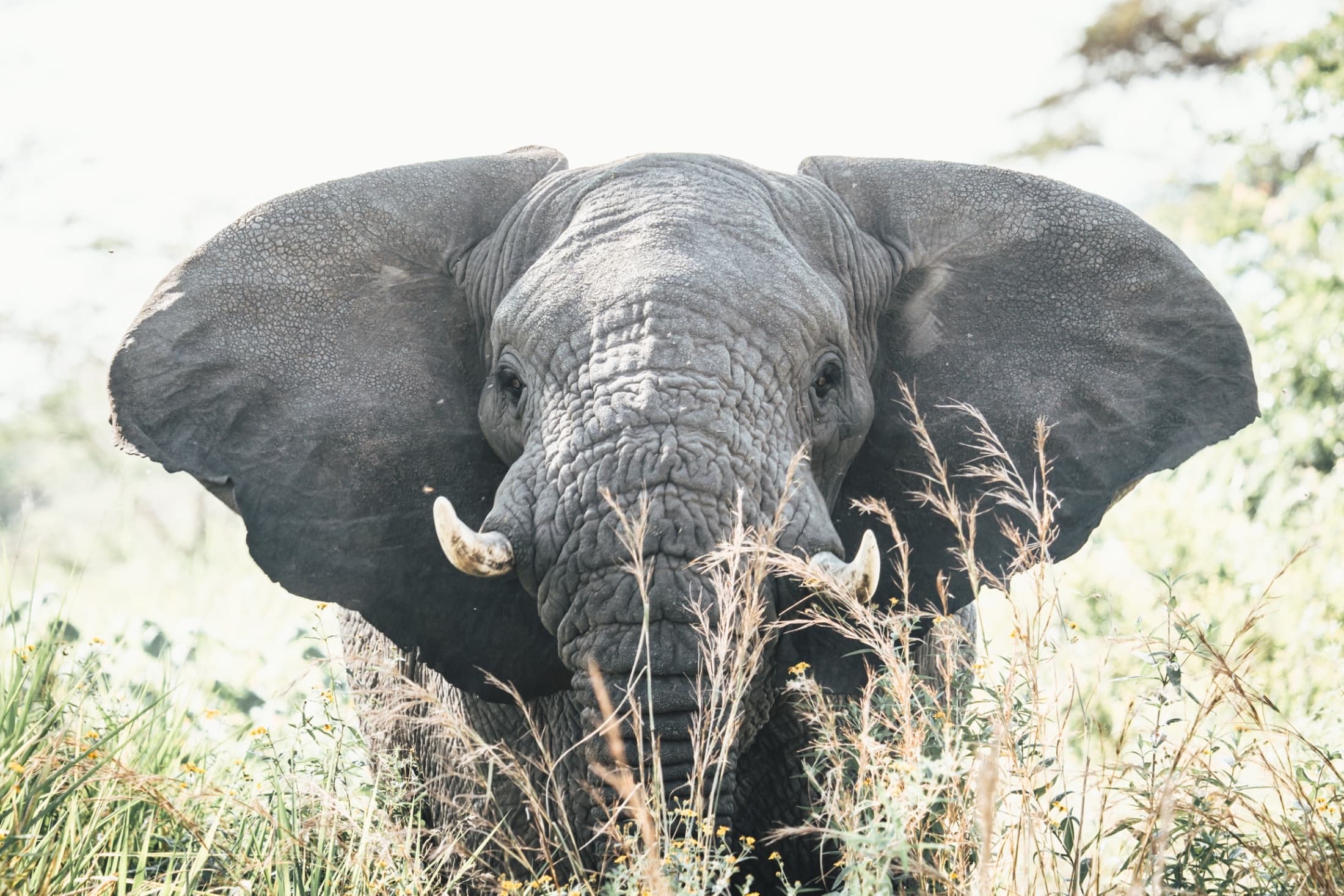 Bowhunting in Zambia, Rivers, leopard & buffalo