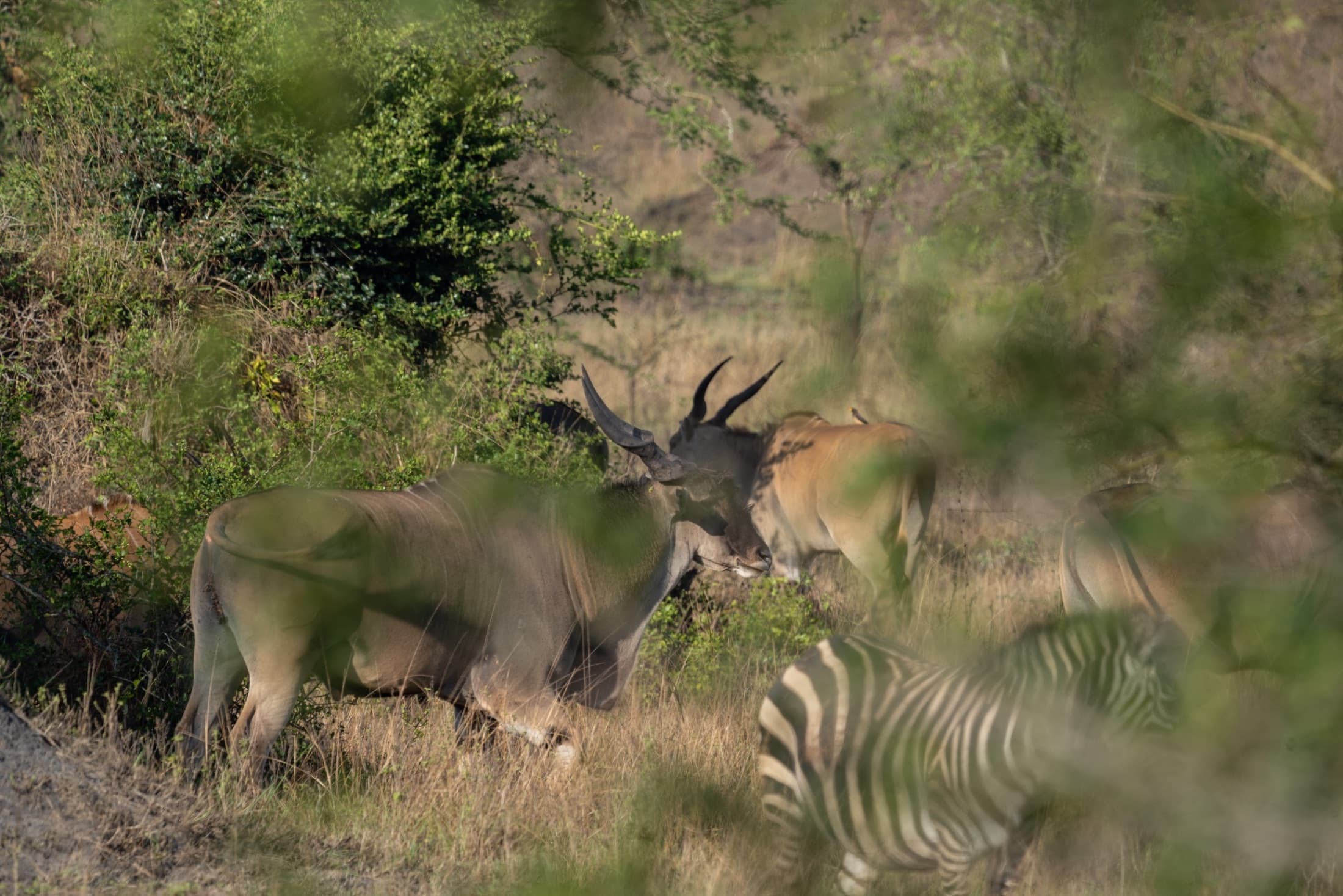 Bowhunting in Uganda, The Pearl of Africa