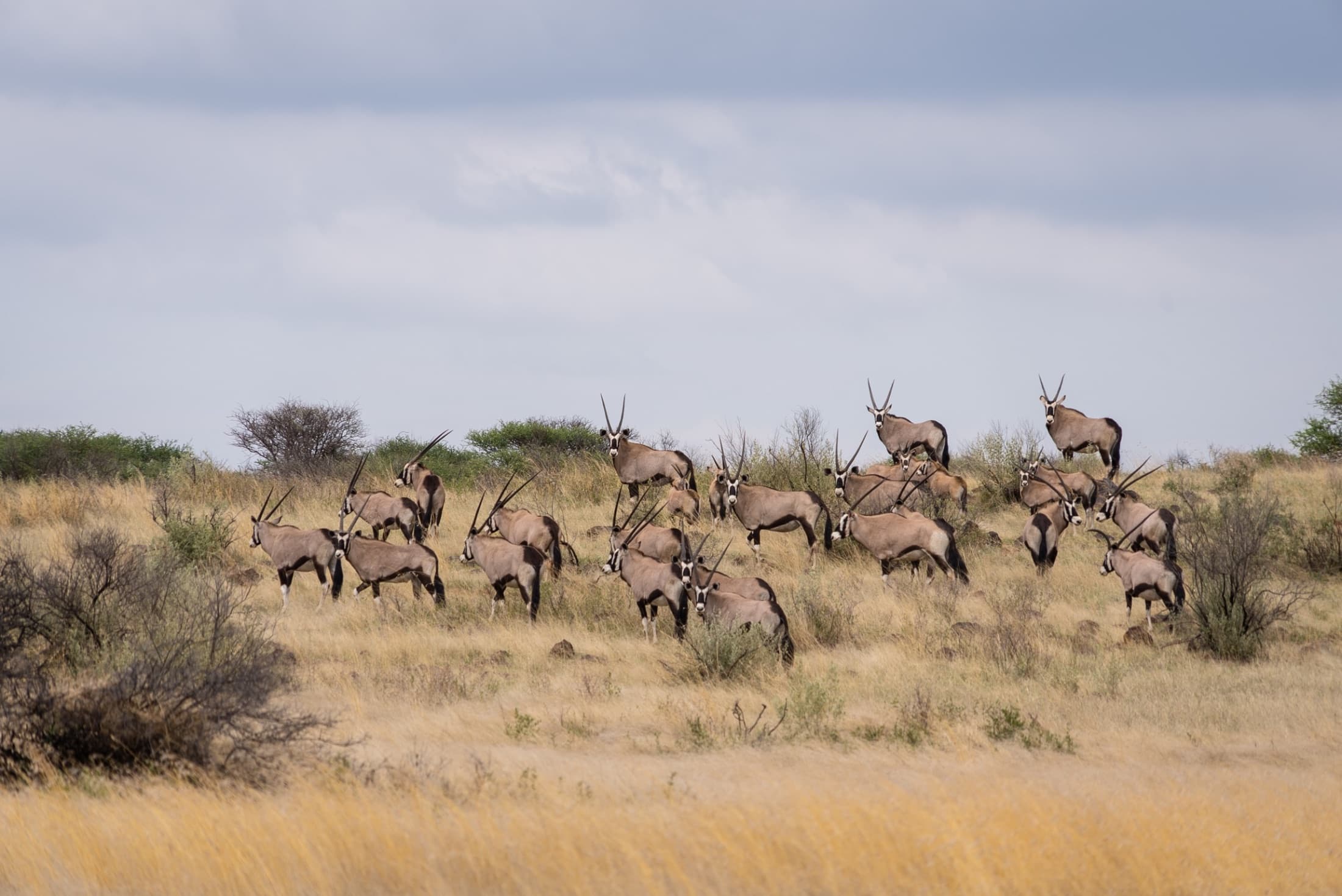 Bowhunting in Namibia, Kalahari Desert bowhunt