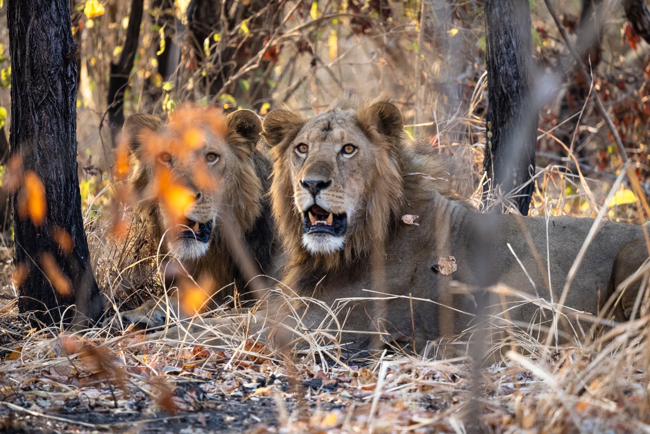 Bowhunting in Tanzania, The old-fashioned safari