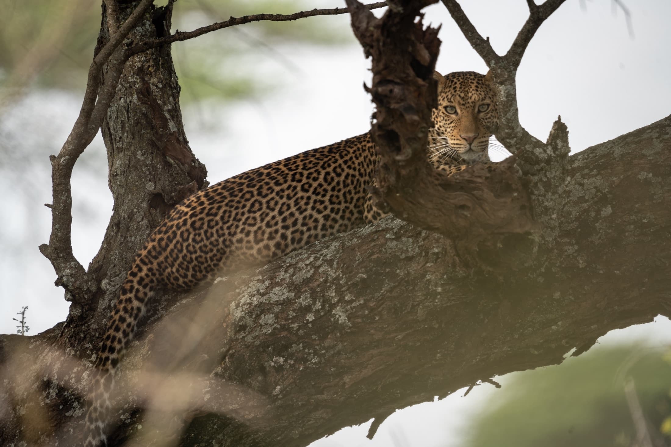 Bowhunting in Zimbabwe, Dangerous game on foot