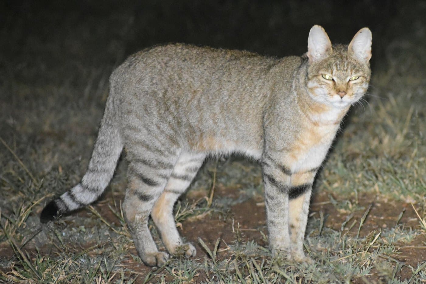 African Wildcat, a huntable African species