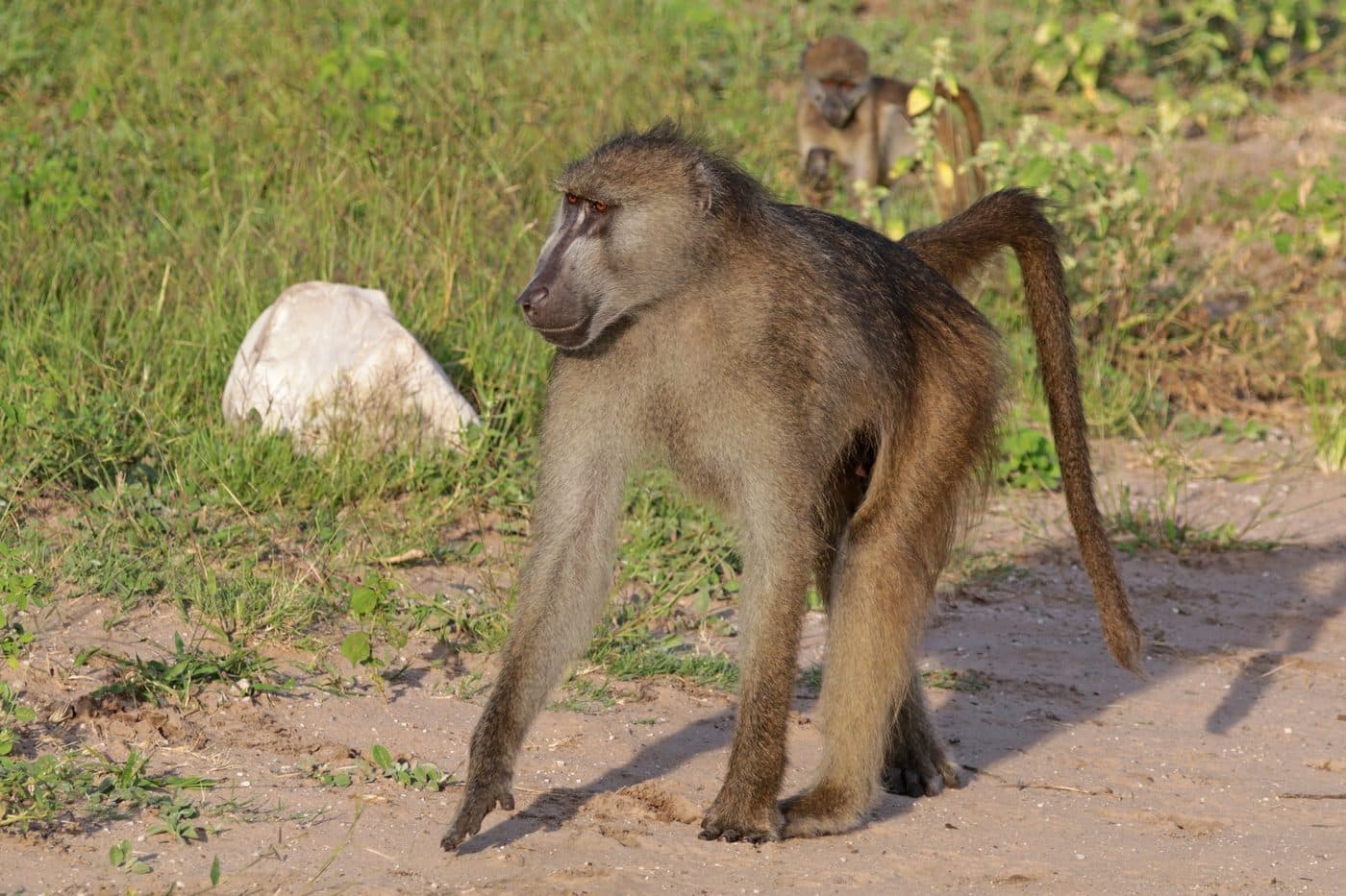 Baboon, a huntable African species