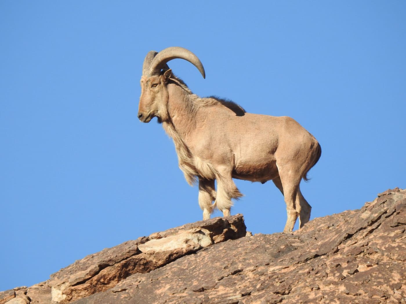 Barbary Sheep, a huntable African species