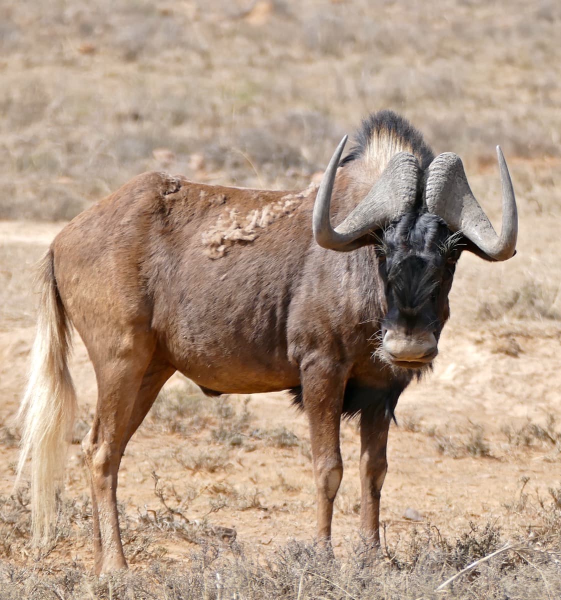 Black Wildebeest, a huntable African species
