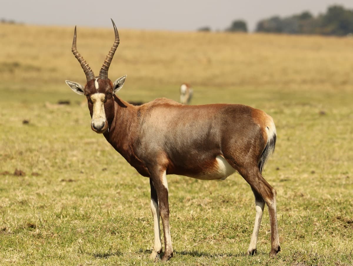 Blesbok, a huntable African species