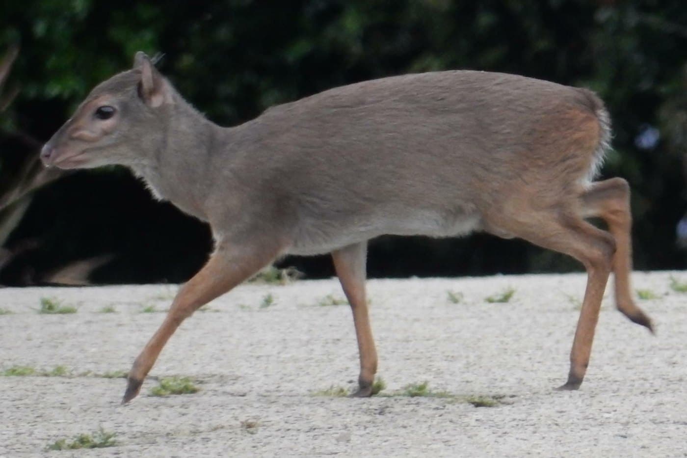 Blue Duiker