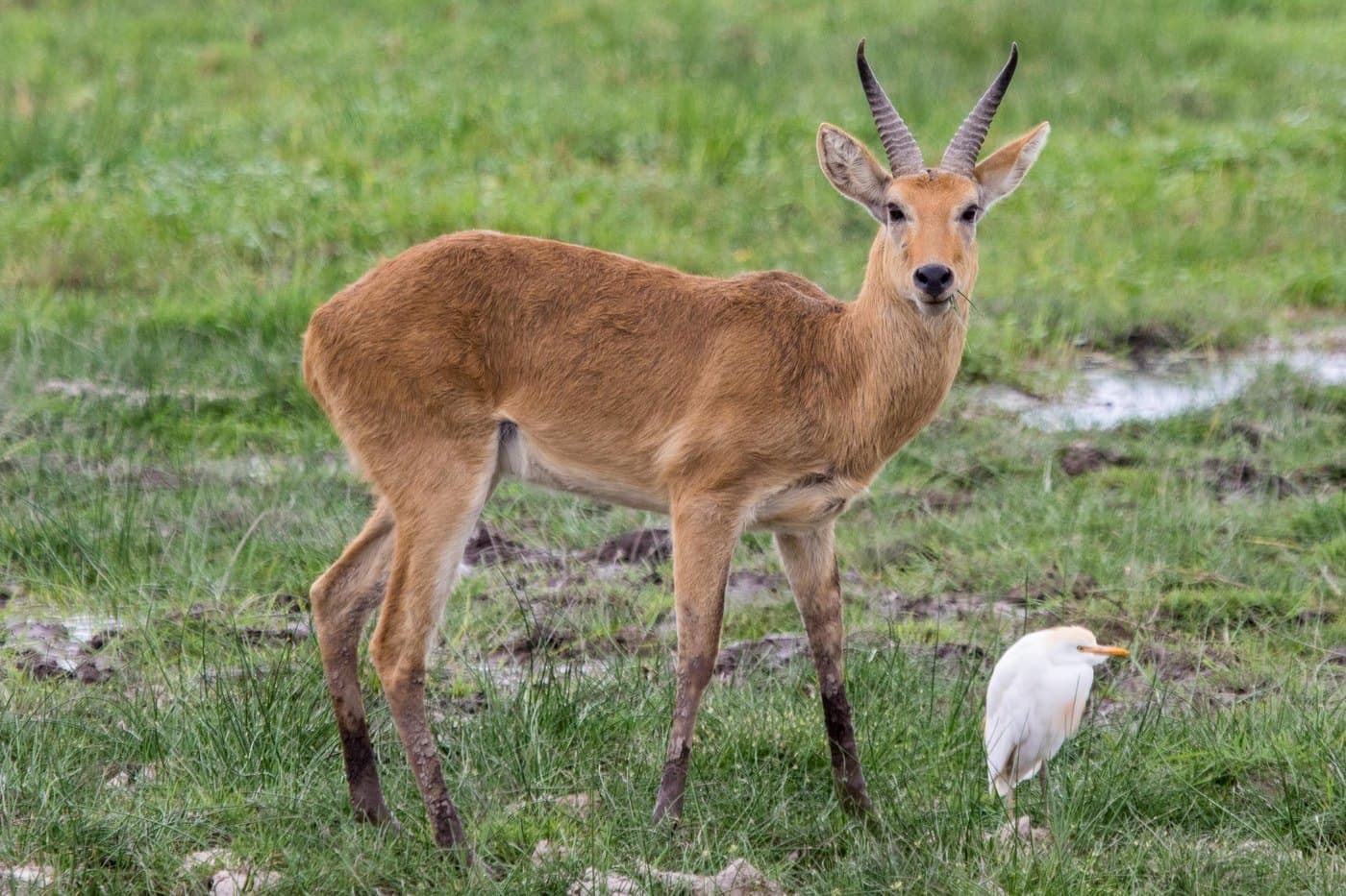 Bohor Reedbuck, a huntable African species
