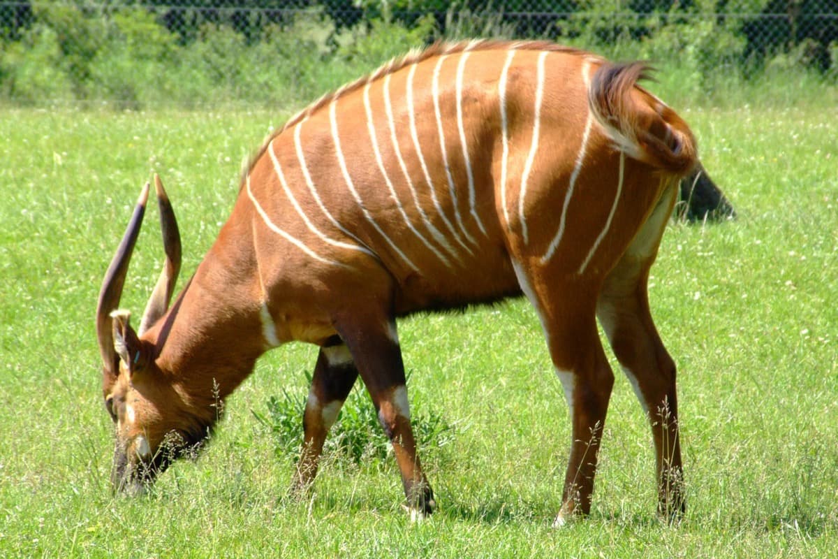 Bongo, a huntable African species