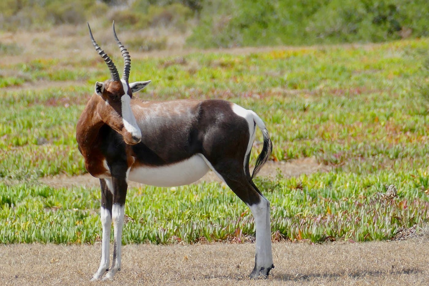 Bontebok, a huntable African species