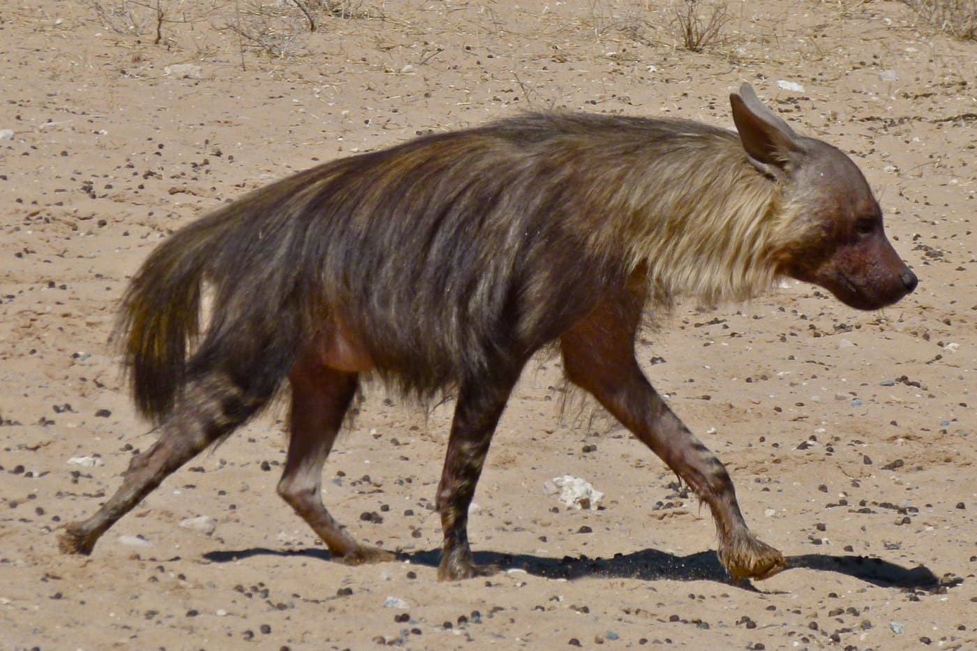 Brown Hyena
