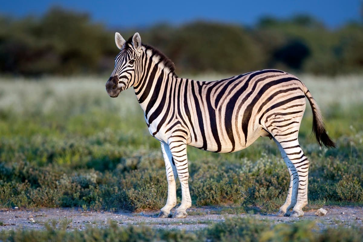 Burchell's Zebra, a huntable African species