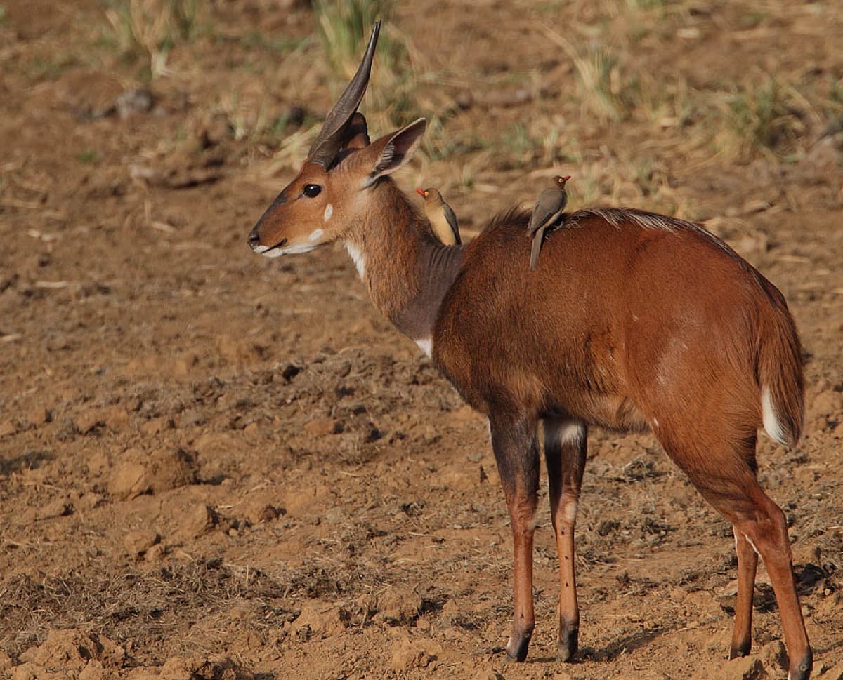 Bushbuck, a huntable African species
