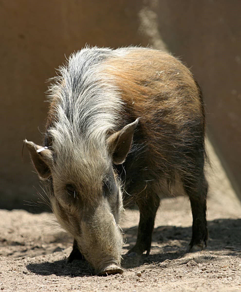 Bushpig, a huntable African species