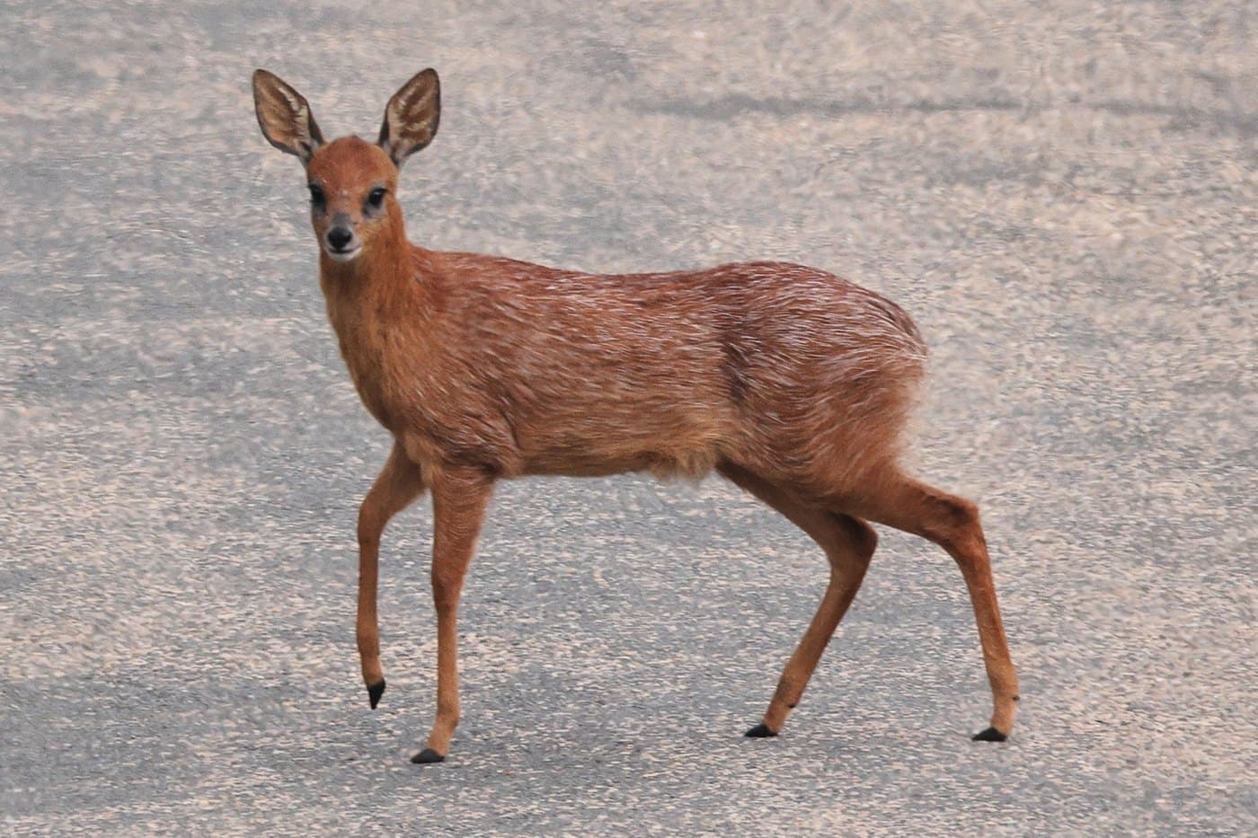 Cape Grysbok, a huntable African species