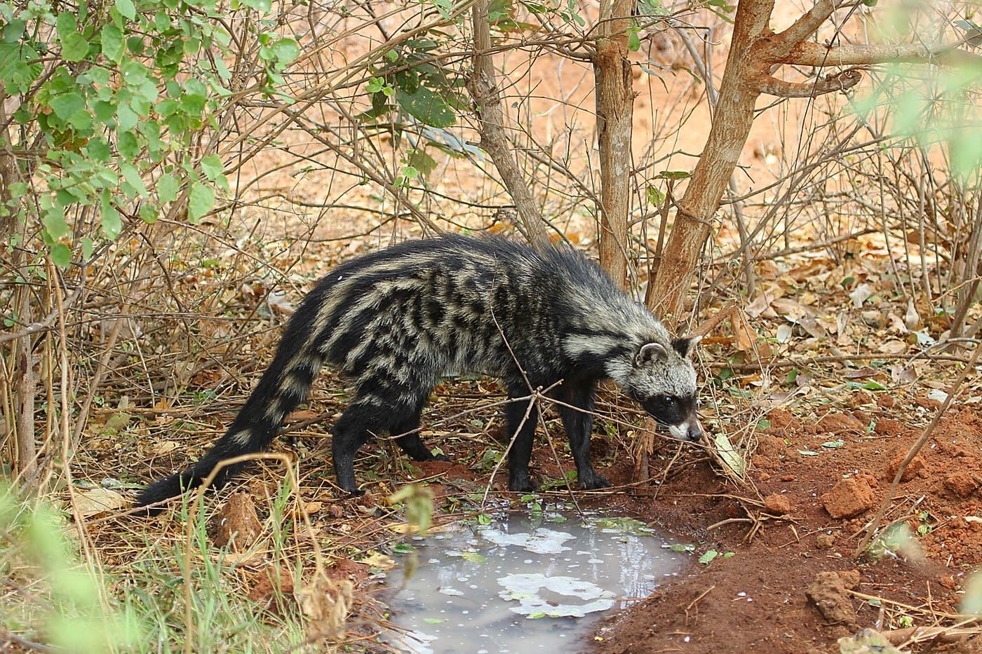 African Civet, a huntable African species