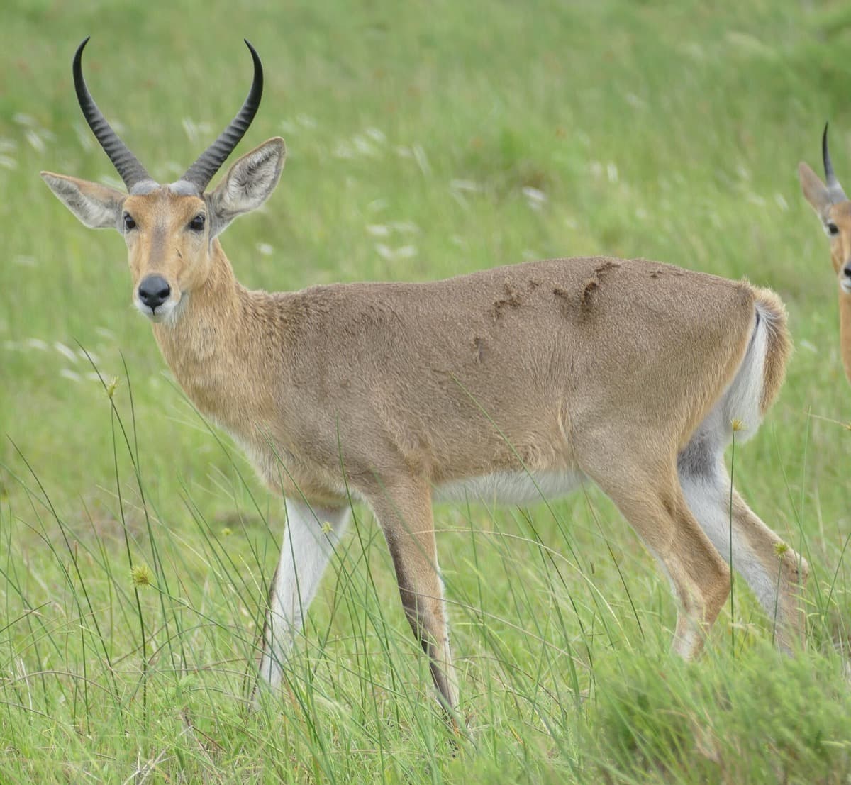 Common Reedbuck, a huntable African species