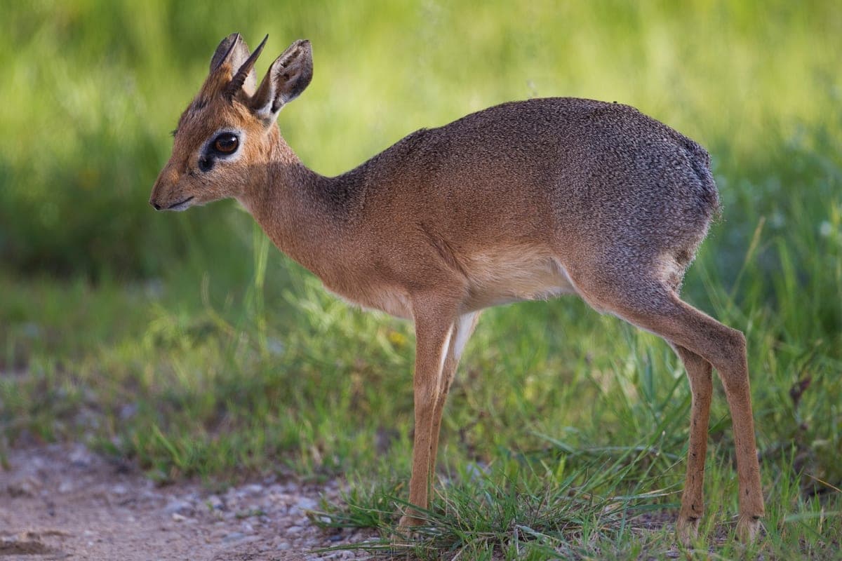 Damara Dik-Dik, a huntable African species