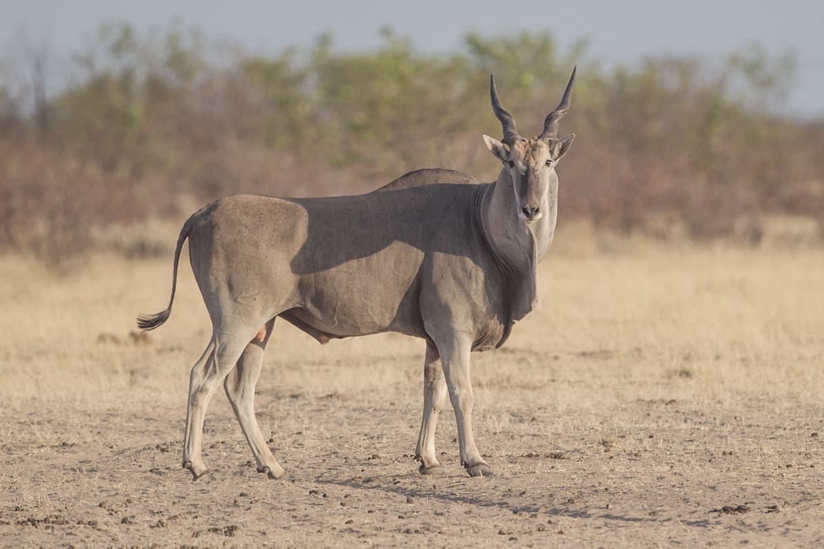 Cape Eland