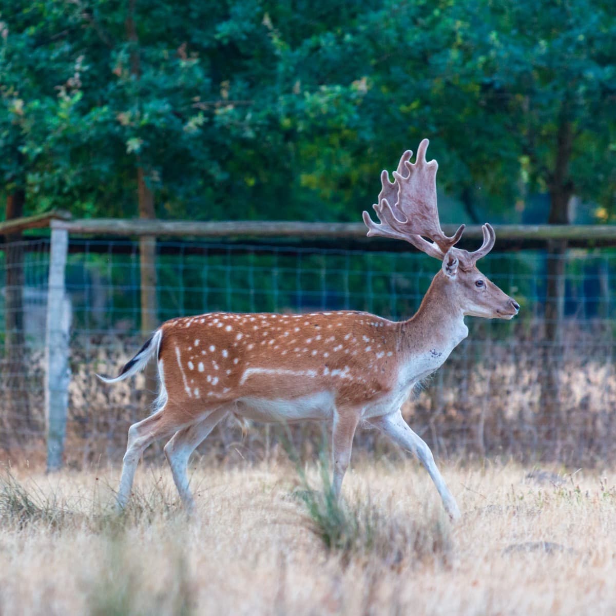 Fallow Deer, a huntable African species