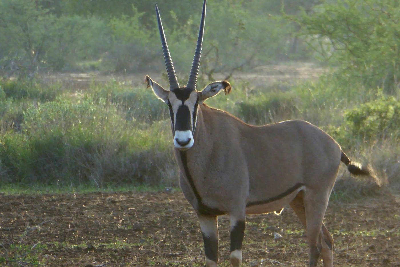 Fringe-eared Oryx, a huntable African species