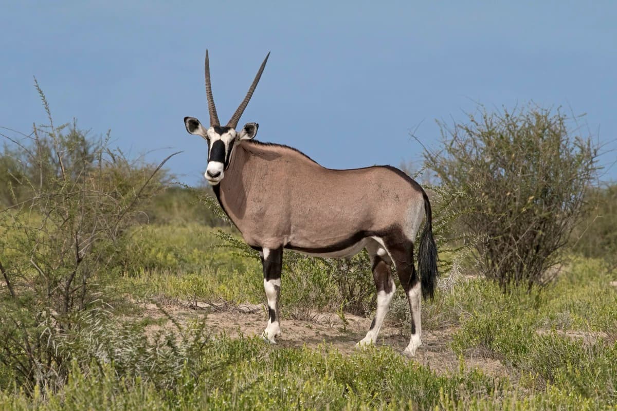 Gemsbok