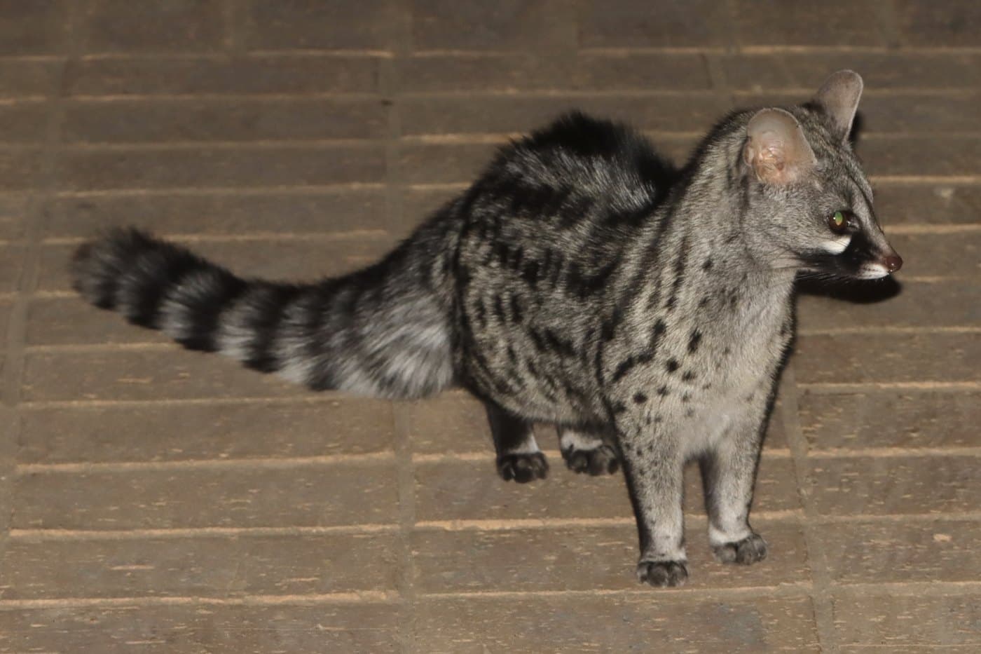 Genet, a huntable African species