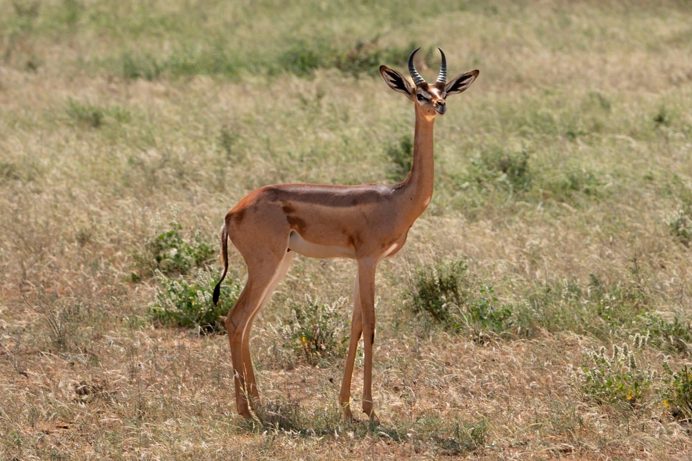 Gerenuk, a huntable African species