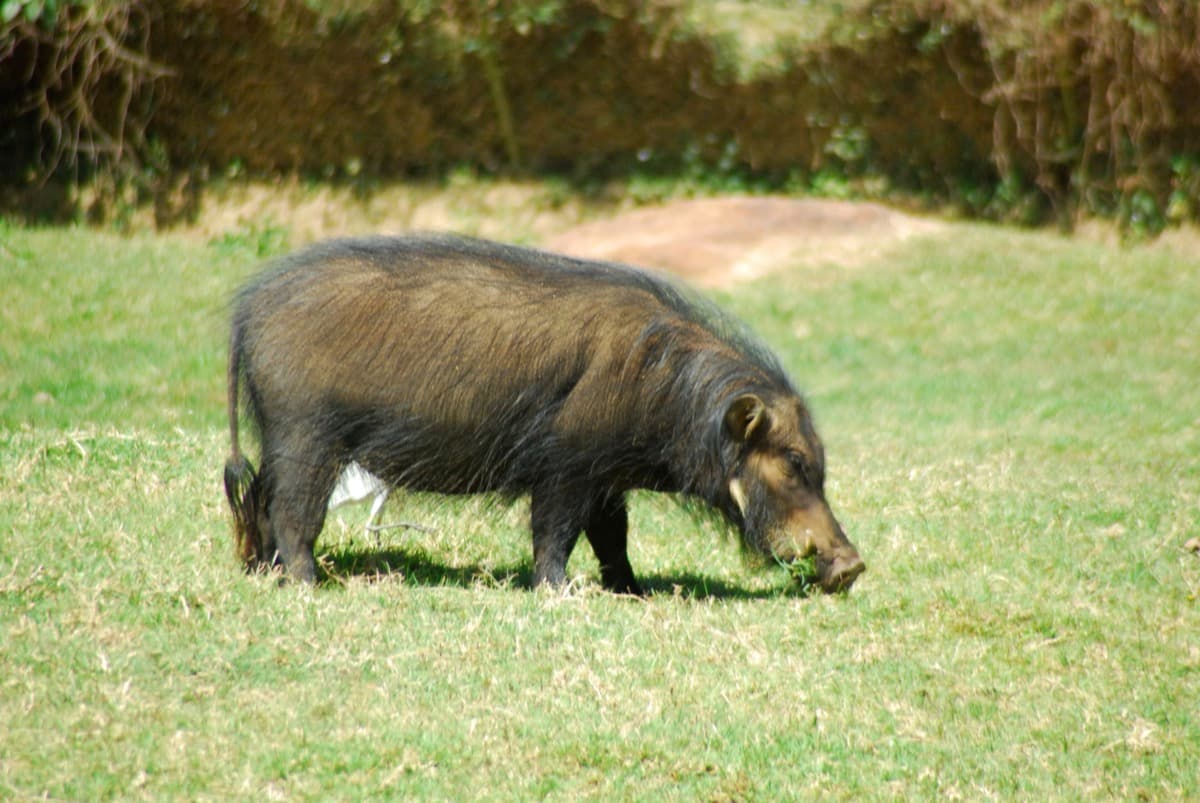 Giant Forest Hog, a huntable African species