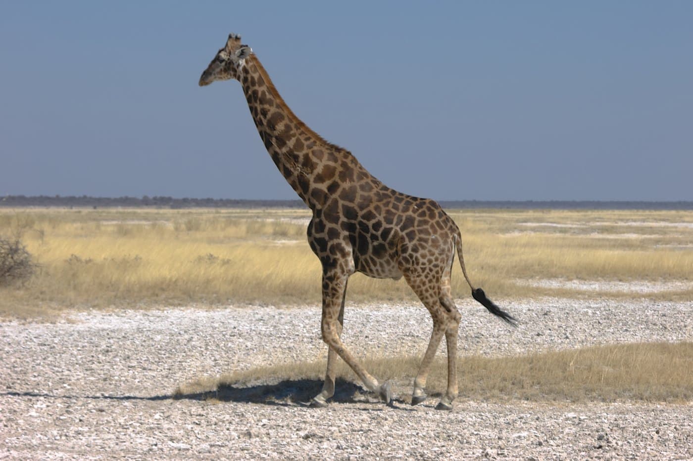 Giraffe, a huntable African species