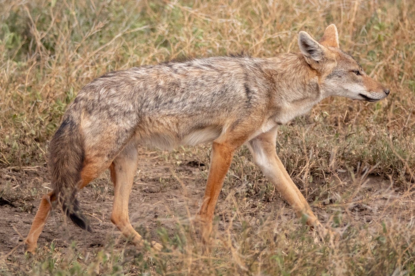 Golden Jackal, a huntable African species