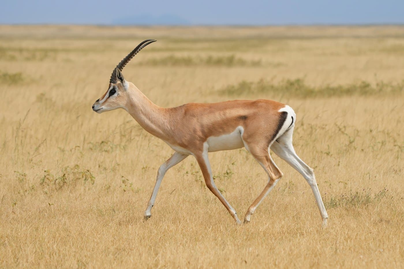Grant's Gazelle, a huntable African species