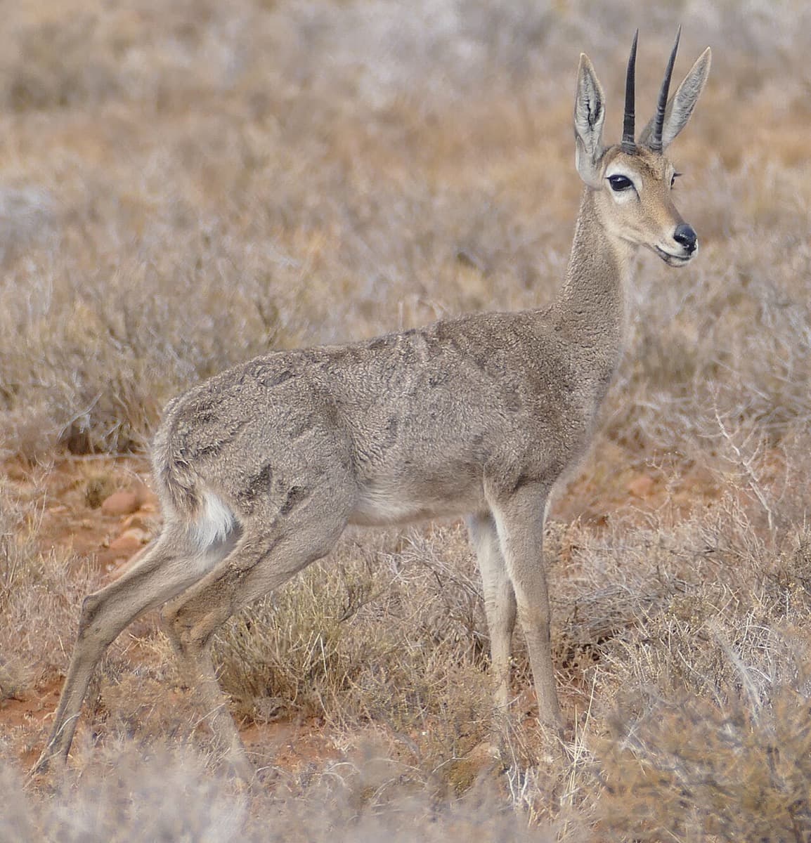 Grey Rhebok, a huntable African species