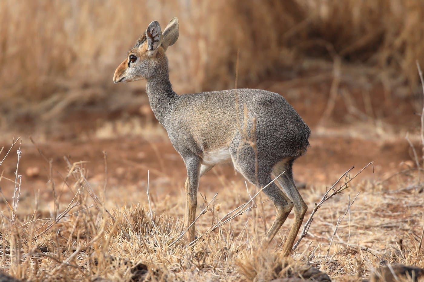Guenther's Dik-Dik, a huntable African species