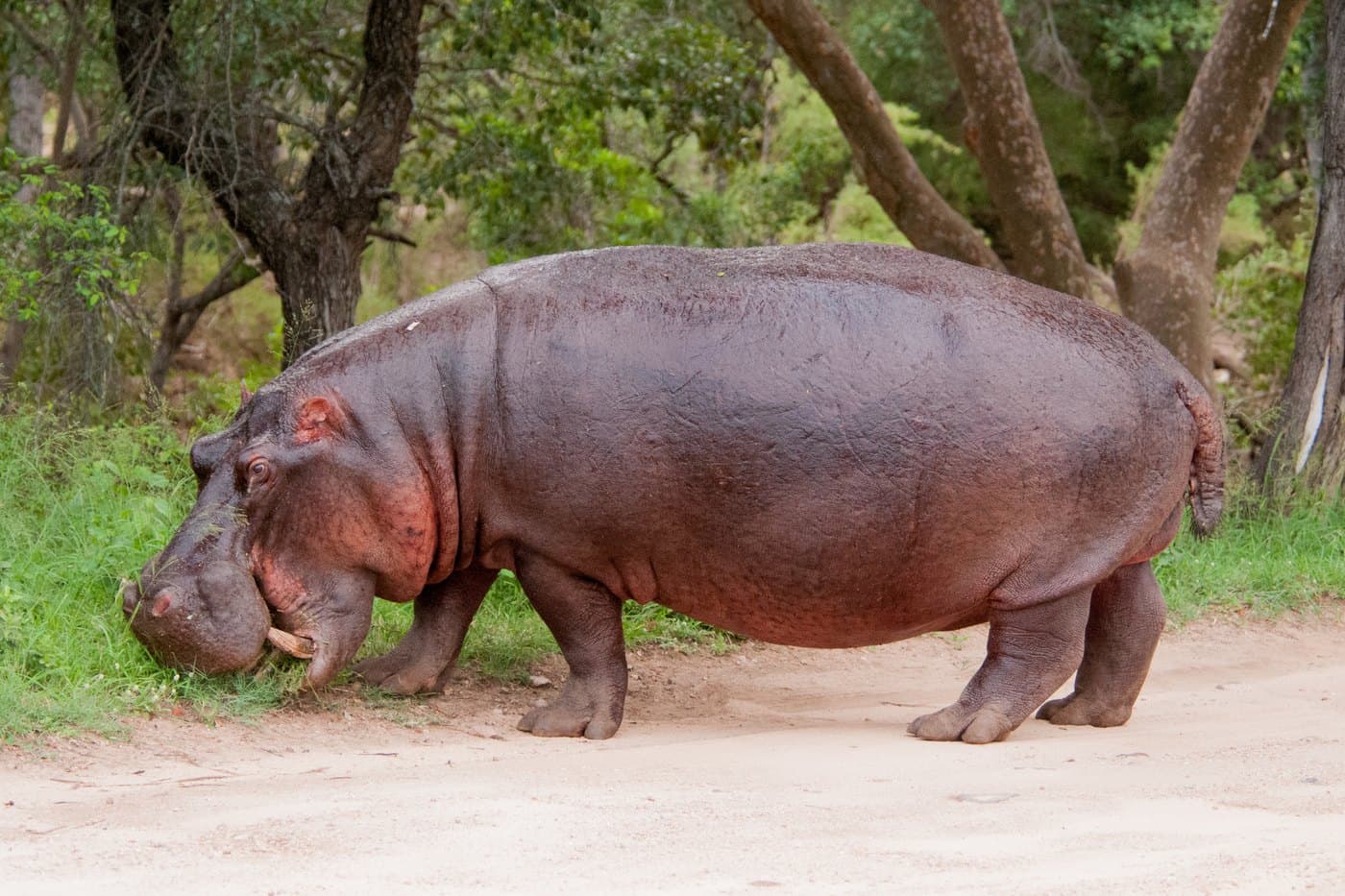 Hippo, a huntable African species