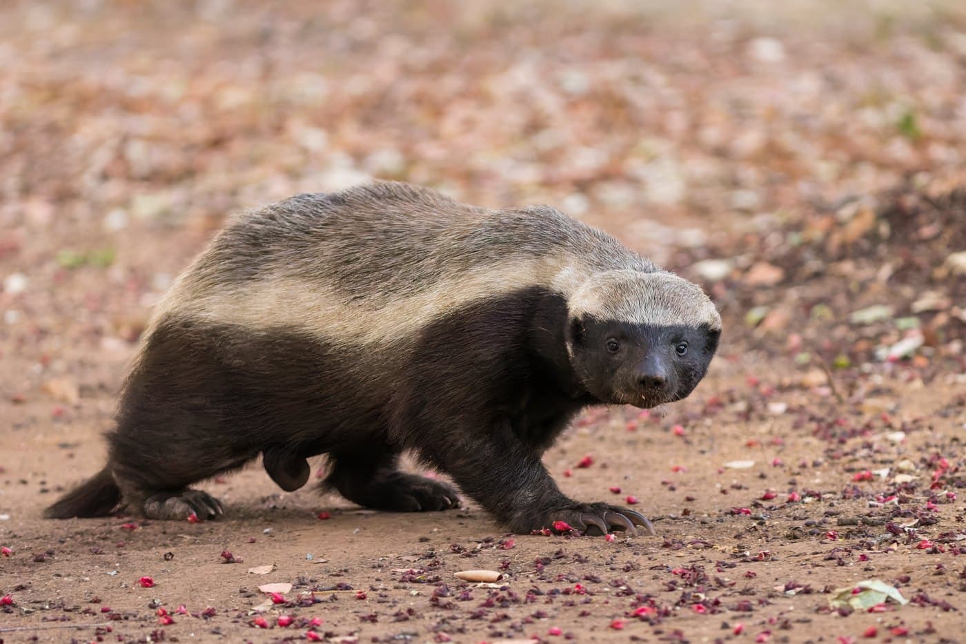 Honey Badger, a huntable African species