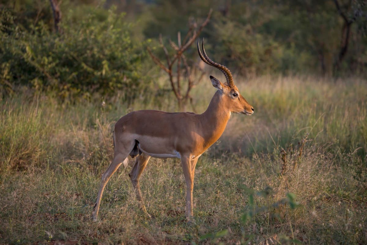 Impala, a huntable African species