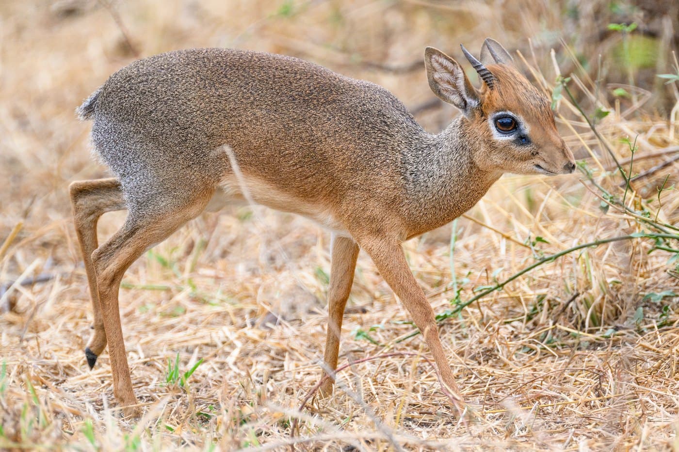 Kirk's Dik-Dik, a huntable African species