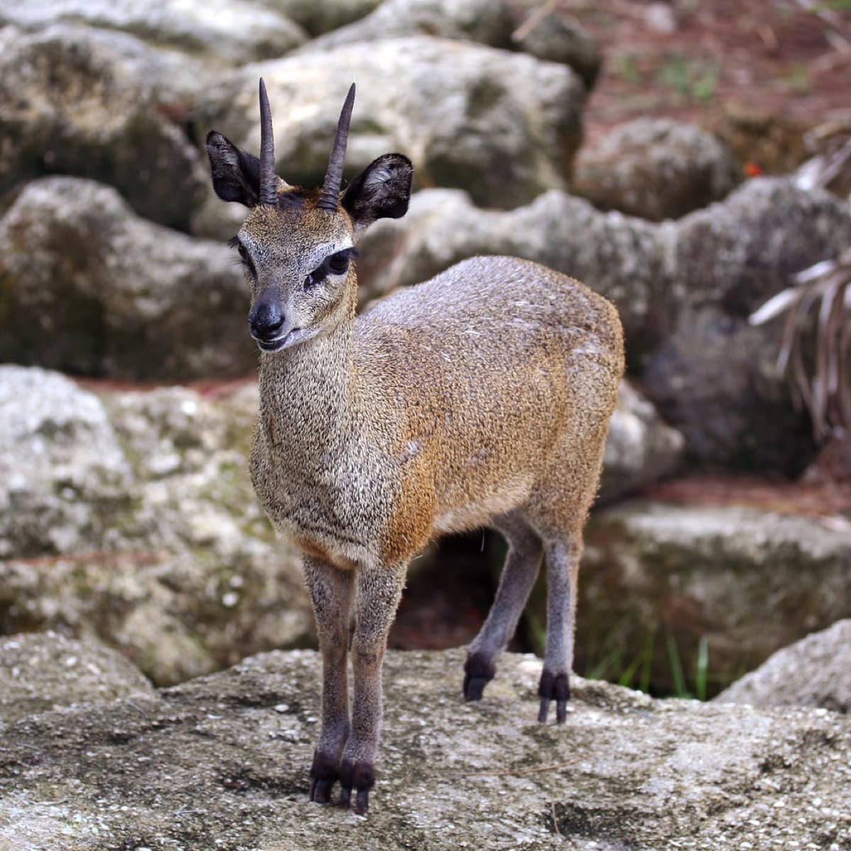 Klipspringer, a huntable African species
