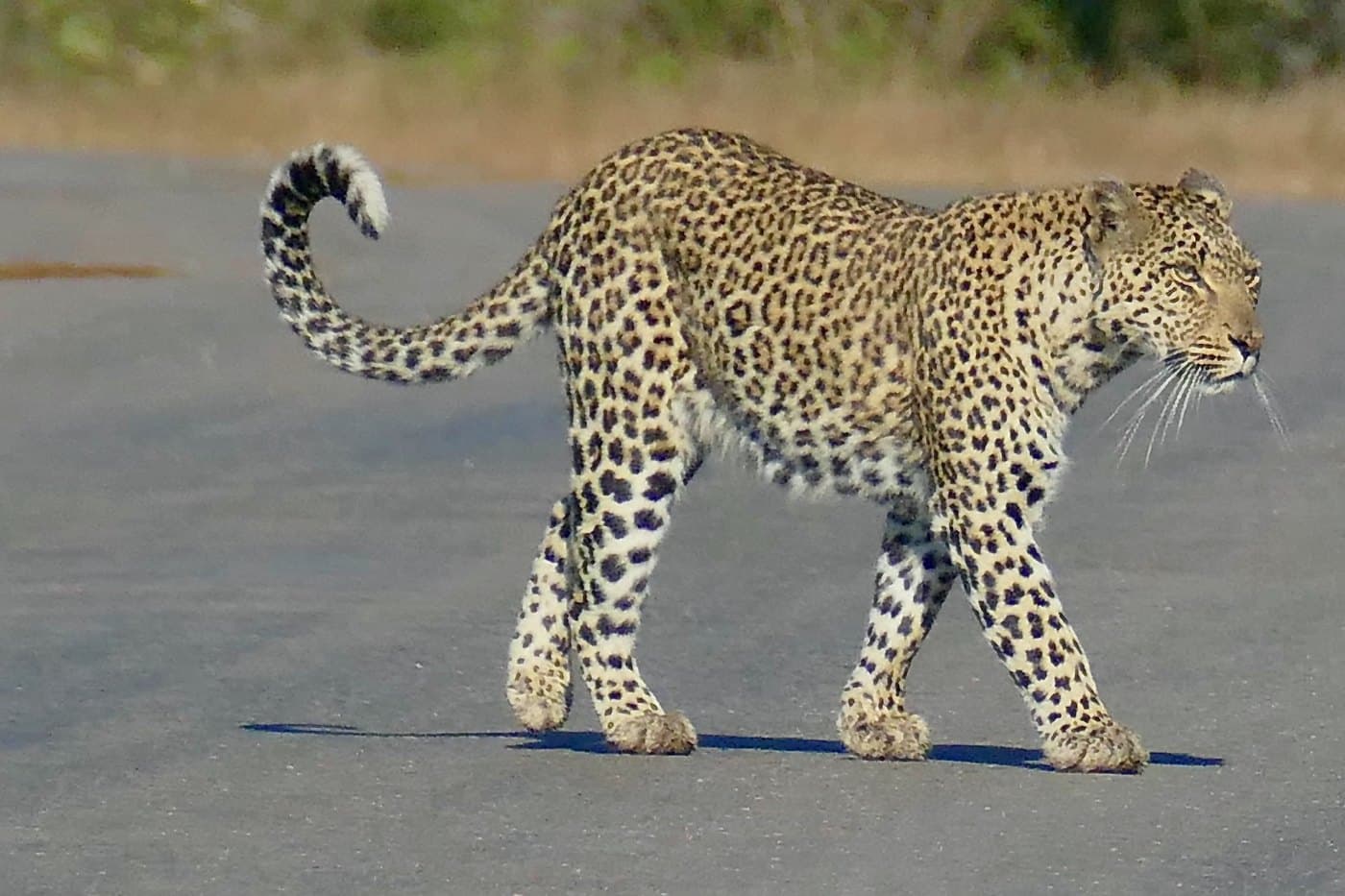 Leopard, a huntable African species