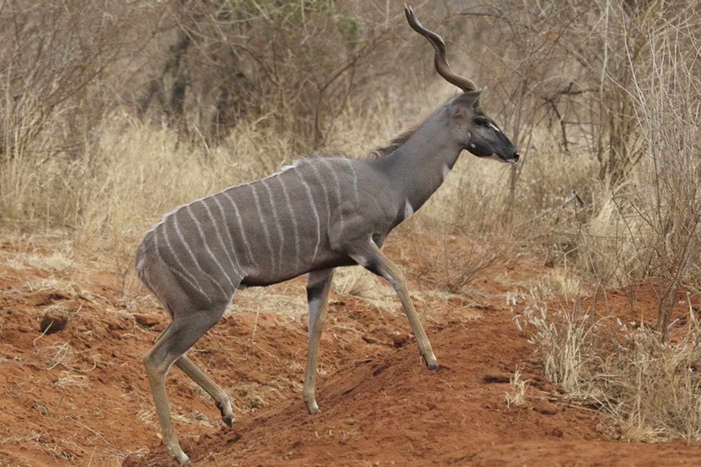 Lesser Kudu, a huntable African species