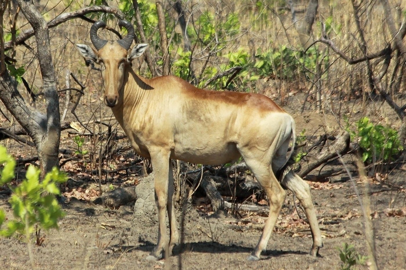 Lichtenstein's Hartebeest, a huntable African species