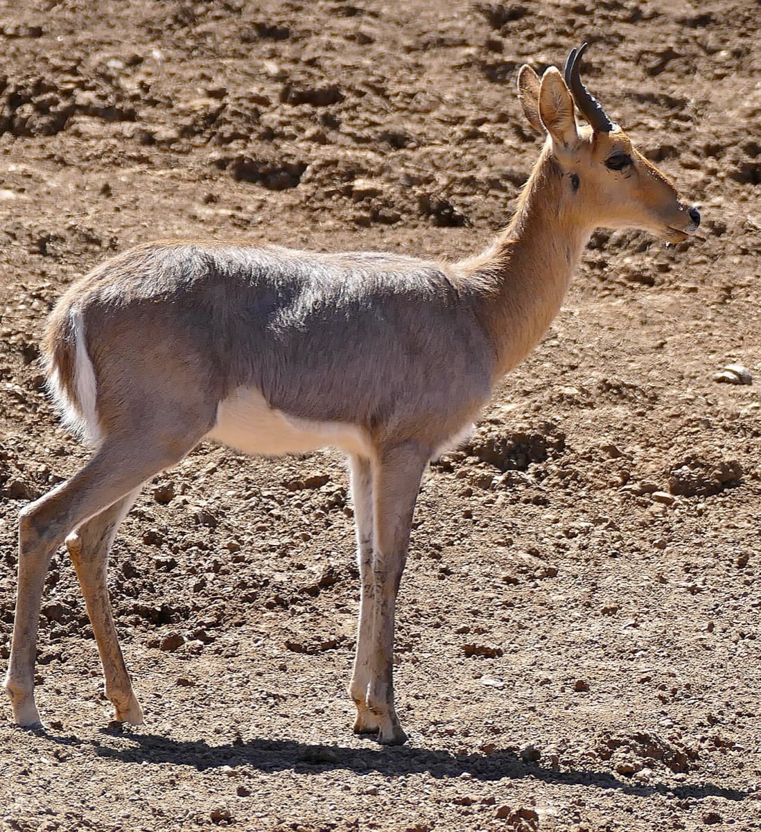 Mountain Reedbuck, a huntable African species