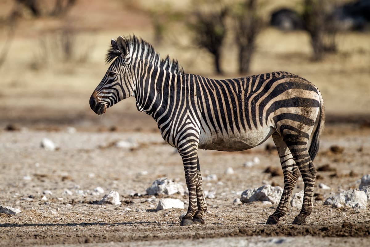 Mountain Zebra, a huntable African species