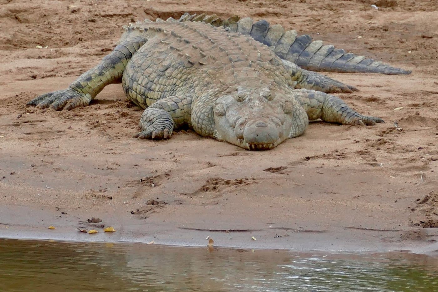 Nile Crocodile