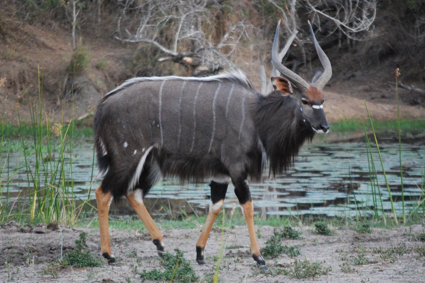 Nyala