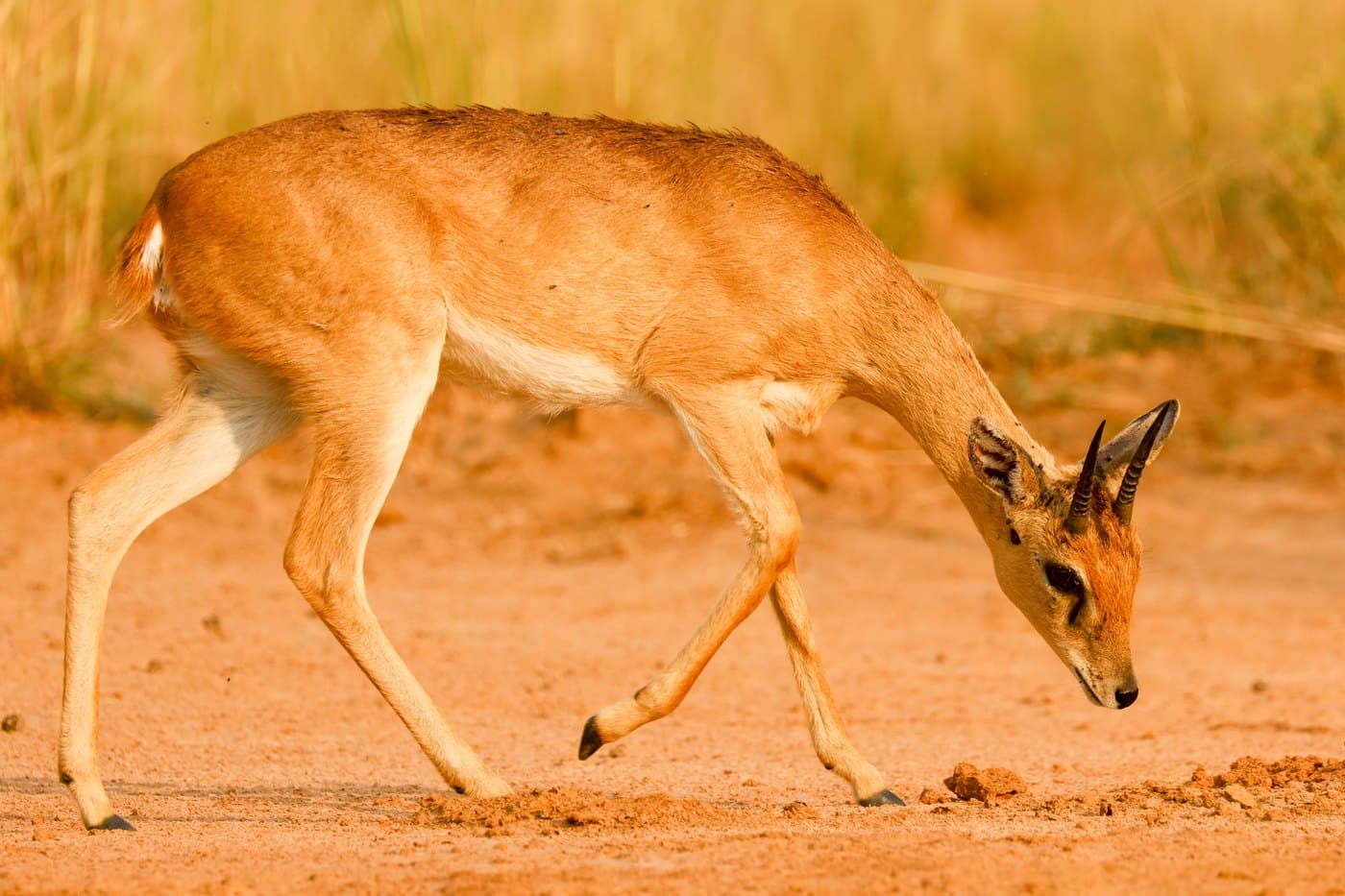 Oribi, a huntable African species