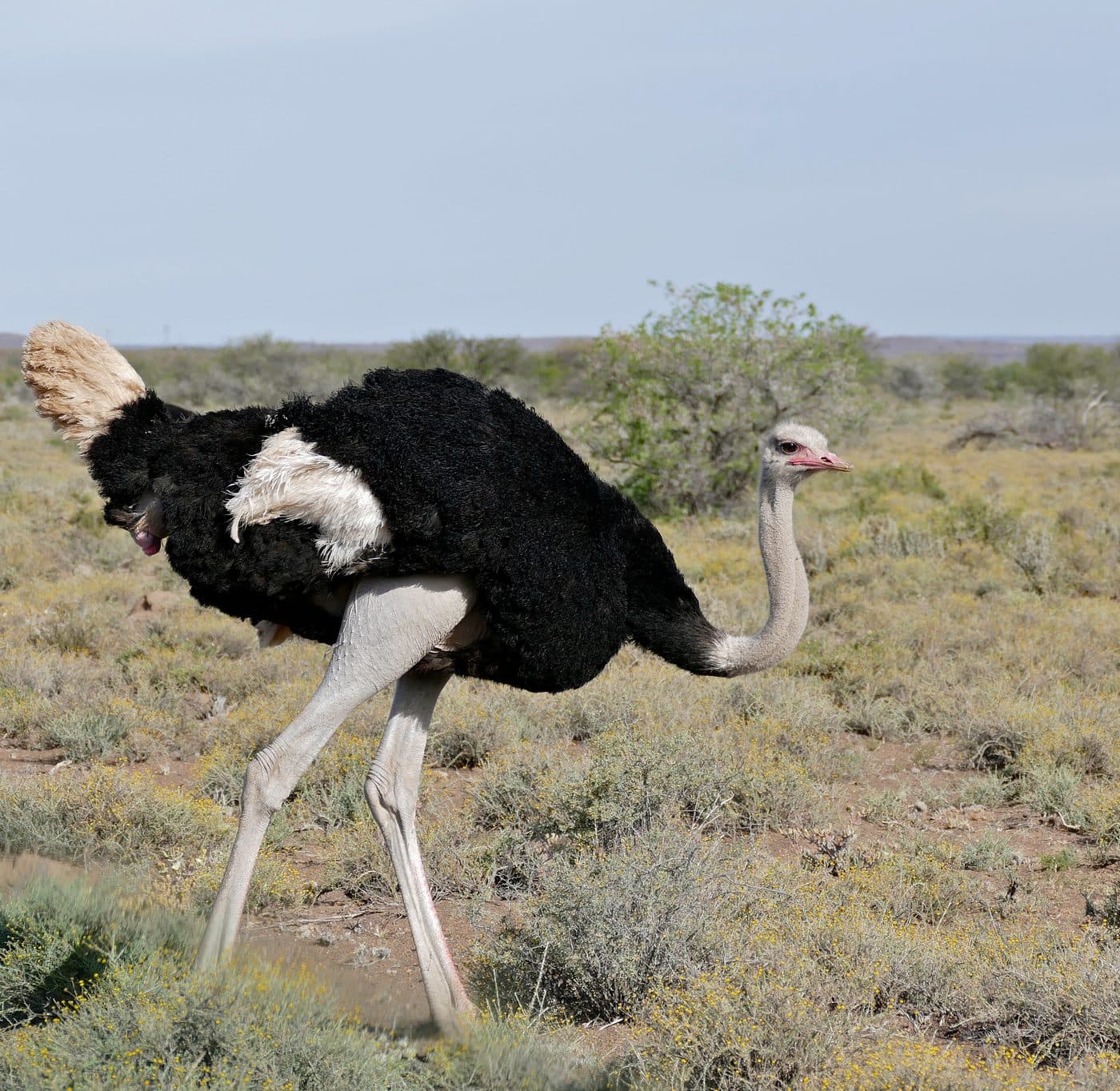 Ostrich, a huntable African species